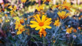 Desktop wallpaper. Flowers. ID:110662