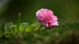 Desktop wallpaper. Flowers. ID:110943