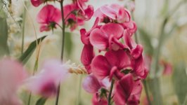 Desktop wallpaper. Flowers. ID:111089