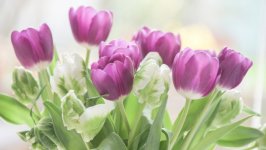 Desktop wallpaper. Flowers. ID:111560