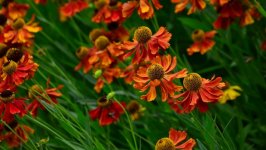 Desktop wallpaper. Flowers. ID:111604