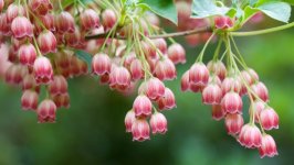 Desktop wallpaper. Flowers. ID:111880