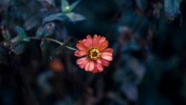 Desktop wallpaper. Flowers. ID:111925