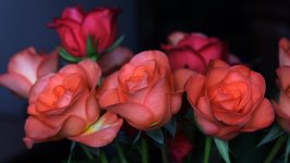 Desktop wallpaper. Flowers. ID:112024