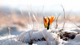 Desktop wallpaper. Flowers. ID:112103