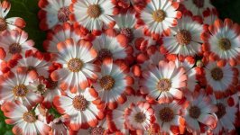 Desktop wallpaper. Flowers. ID:112167