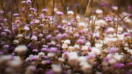 Desktop wallpaper. Flowers. ID:112274