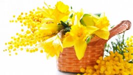 Desktop wallpaper. Flowers. ID:112342