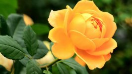 Desktop wallpaper. Flowers. ID:112534