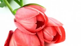 Desktop wallpaper. Flowers. ID:112536