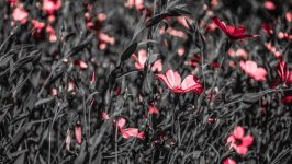 Desktop wallpaper. Flowers. ID:112537
