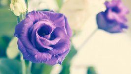 Desktop wallpaper. Flowers. ID:114128