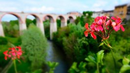 Desktop wallpaper. Flowers. ID:114173