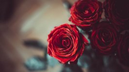 Desktop wallpaper. Flowers. ID:114466