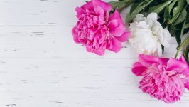 Desktop wallpaper. Flowers. ID:114773