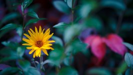 Desktop wallpaper. Flowers. ID:115057