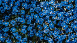 Desktop wallpaper. Flowers. ID:115107