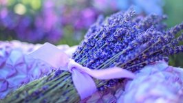 Desktop wallpaper. Flowers. ID:115207