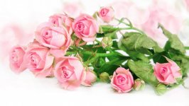 Desktop wallpaper. Flowers. ID:115436