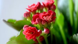 Desktop wallpaper. Flowers. ID:115468