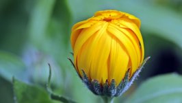 Desktop wallpaper. Flowers. ID:115508