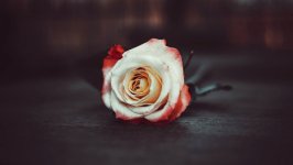Desktop wallpaper. Flowers. ID:115704