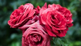 Desktop wallpaper. Flowers. ID:115765