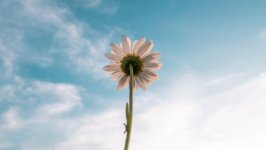 Desktop wallpaper. Flowers. ID:115838