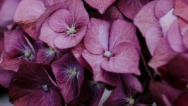 Desktop wallpaper. Flowers. ID:115952