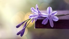 Desktop wallpaper. Flowers. ID:115961