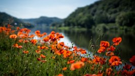 Desktop wallpaper. Flowers. ID:116012
