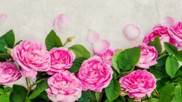 Desktop wallpaper. Flowers. ID:116017