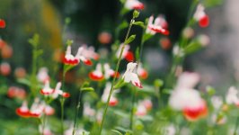 Desktop wallpaper. Flowers. ID:116139