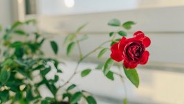 Desktop wallpaper. Flowers. ID:132355