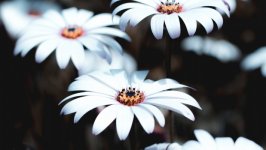 Desktop wallpaper. Flowers. ID:116371