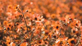 Desktop wallpaper. Flowers. ID:116372