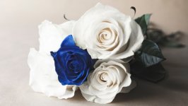 Desktop wallpaper. Flowers. ID:116451