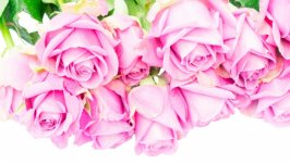 Desktop wallpaper. Flowers. ID:116545