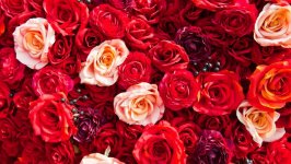 Desktop wallpaper. Flowers. ID:132292