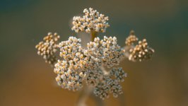 Desktop wallpaper. Flowers. ID:116570