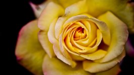 Desktop wallpaper. Flowers. ID:117053