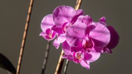 Desktop wallpaper. Flowers. ID:117381