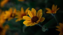 Desktop wallpaper. Flowers. ID:117436