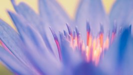 Desktop wallpaper. Flowers. ID:117503