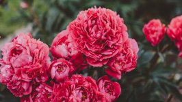 Desktop wallpaper. Flowers. ID:117528