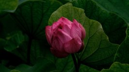 Desktop wallpaper. Flowers. ID:117529