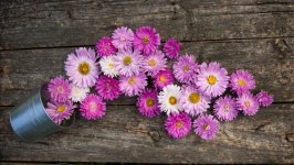 Desktop wallpaper. Flowers. ID:117561