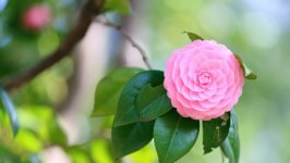 Desktop wallpaper. Flowers. ID:117564