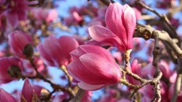 Desktop wallpaper. Flowers. ID:117673
