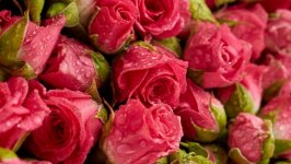 Desktop wallpaper. Flowers. ID:117758